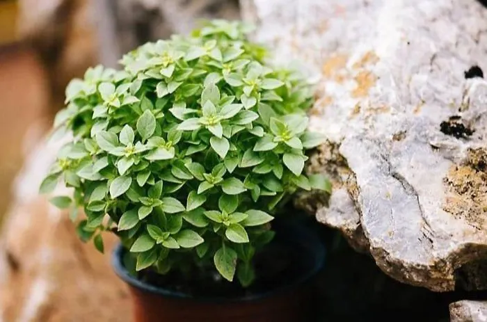 Apartment Stratis Tower Since 1892